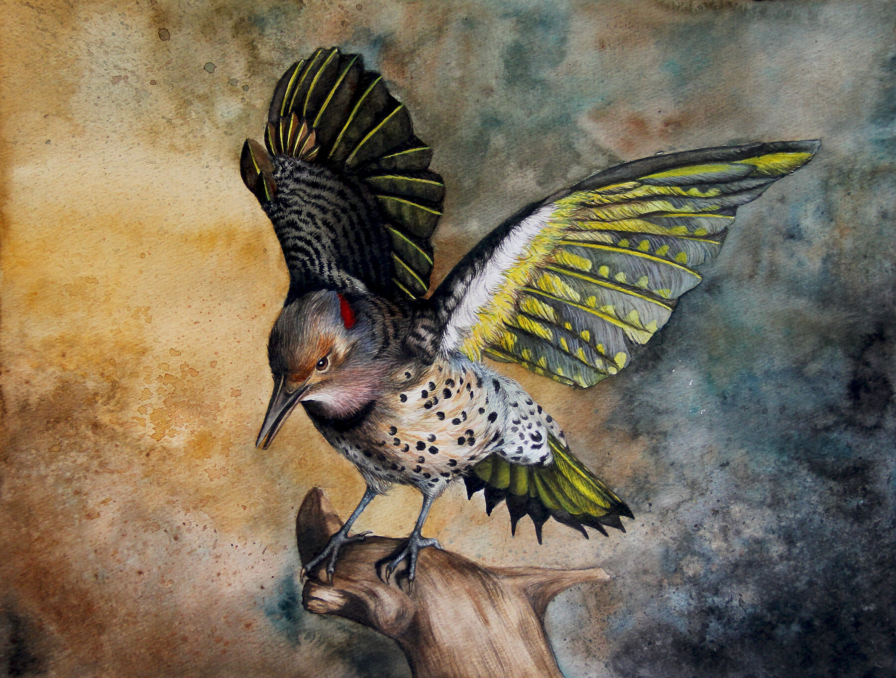 Yellow Shafted Flicker_small.jpg