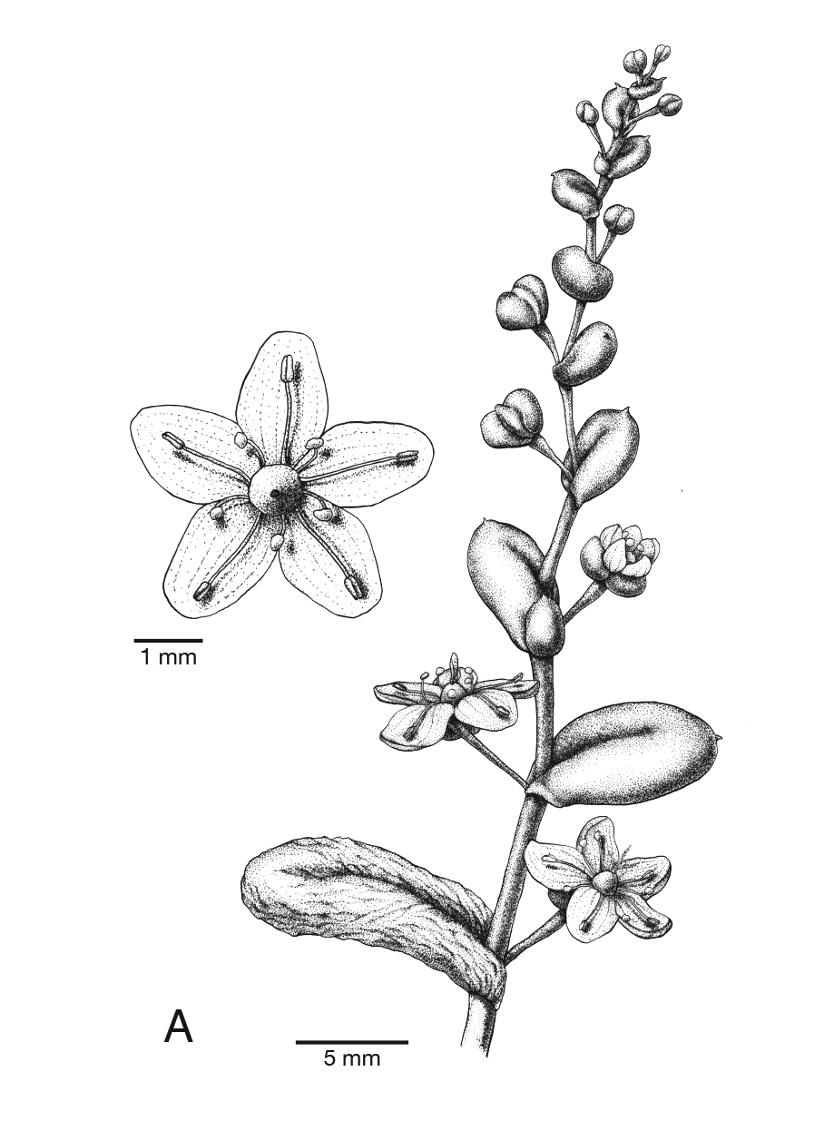 C holtumii flower.png