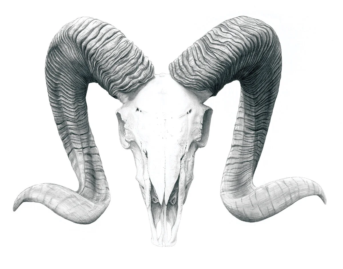 4BighornSheep - Madison Mayfield.jpg