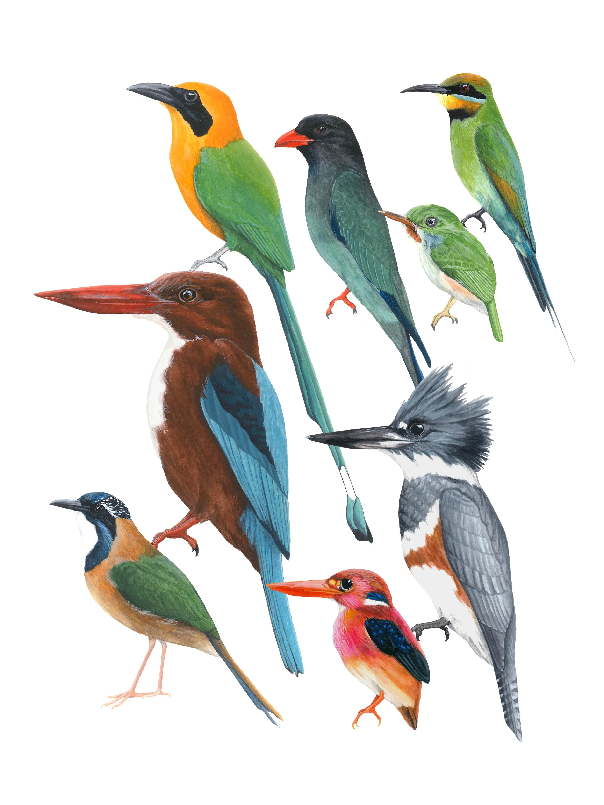 coraciiformes.jpg