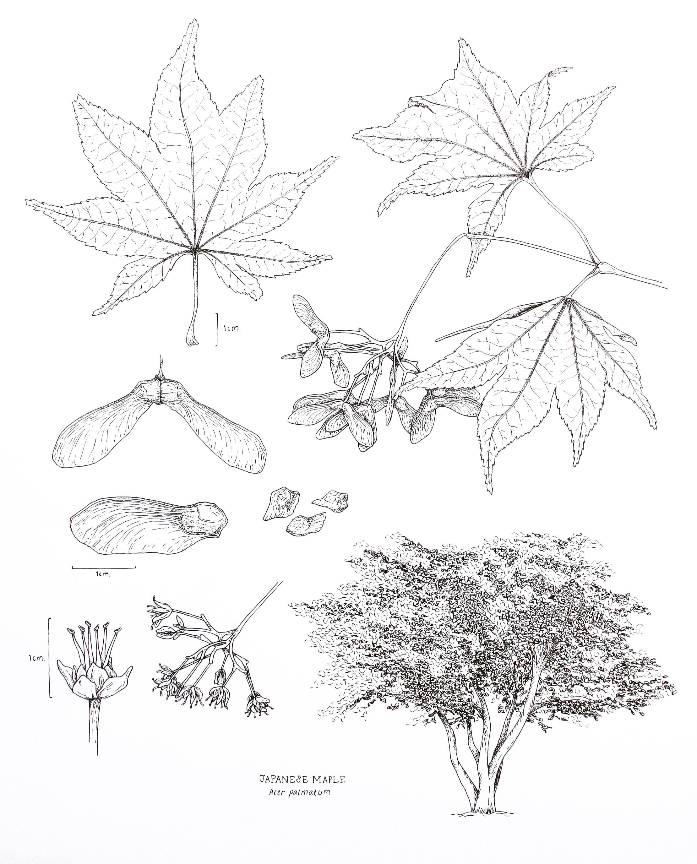 Japanese Maple Plate.jpg