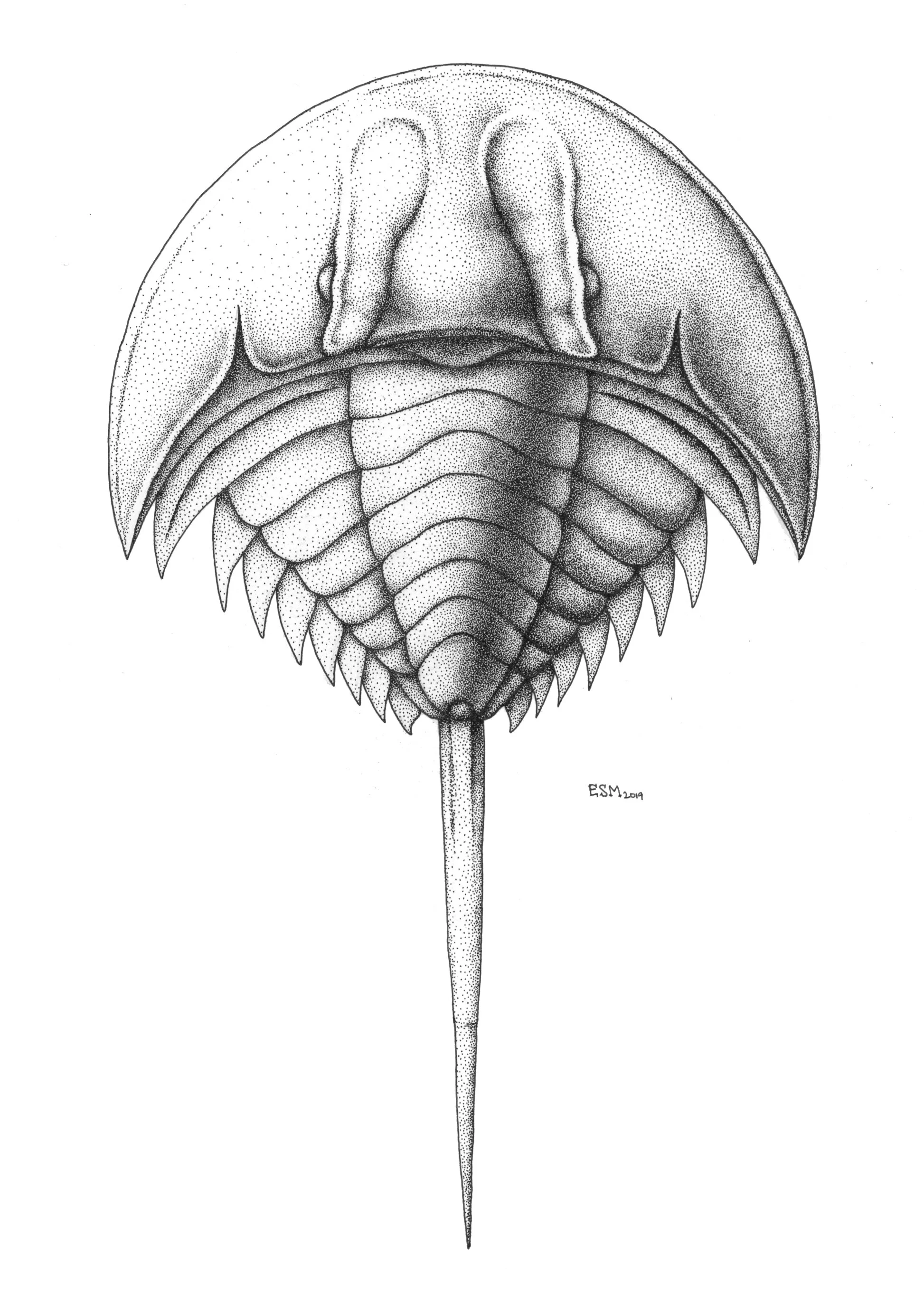 Belinurus_carterae.jpg