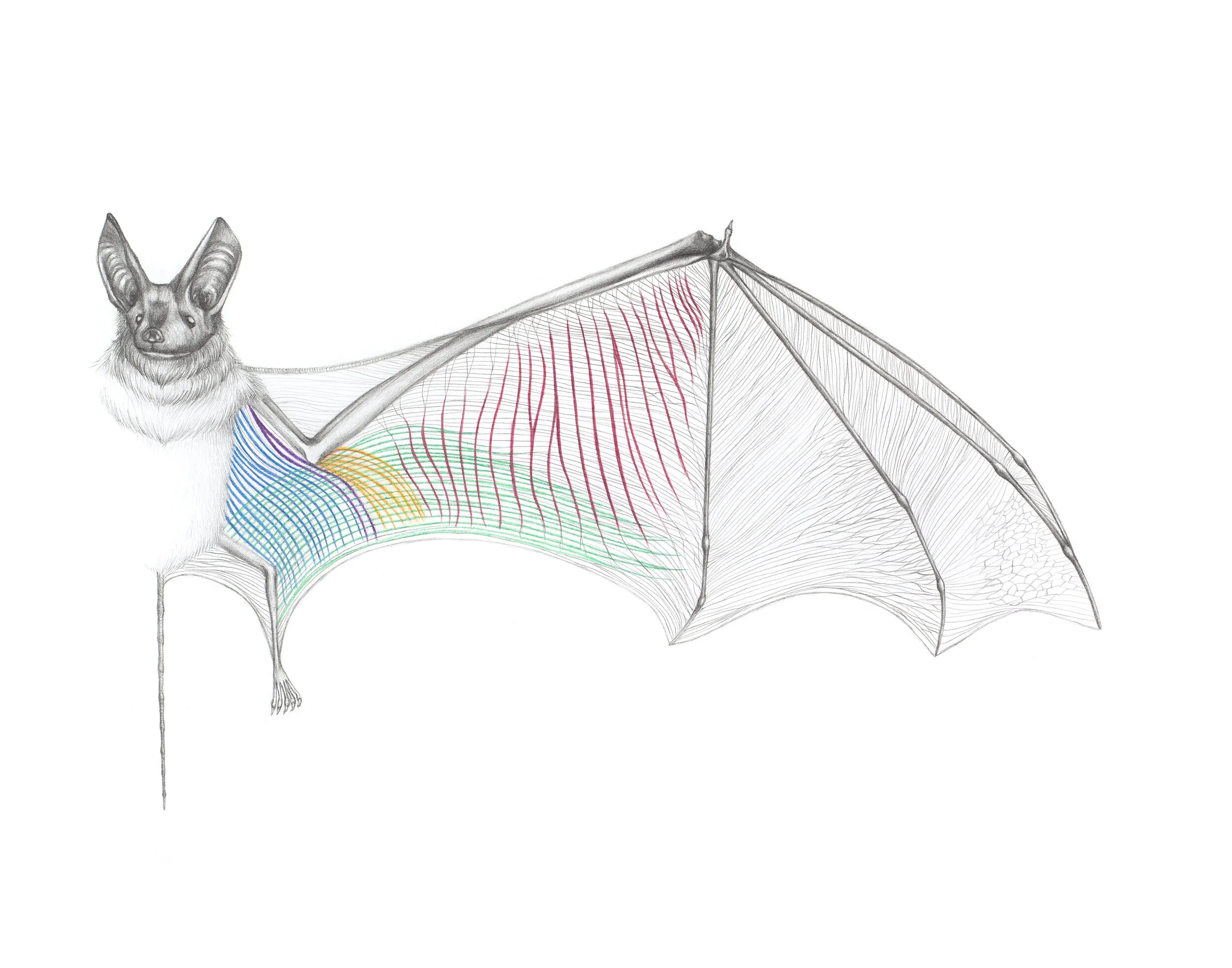 Rhinopomatidae_hires.jpg