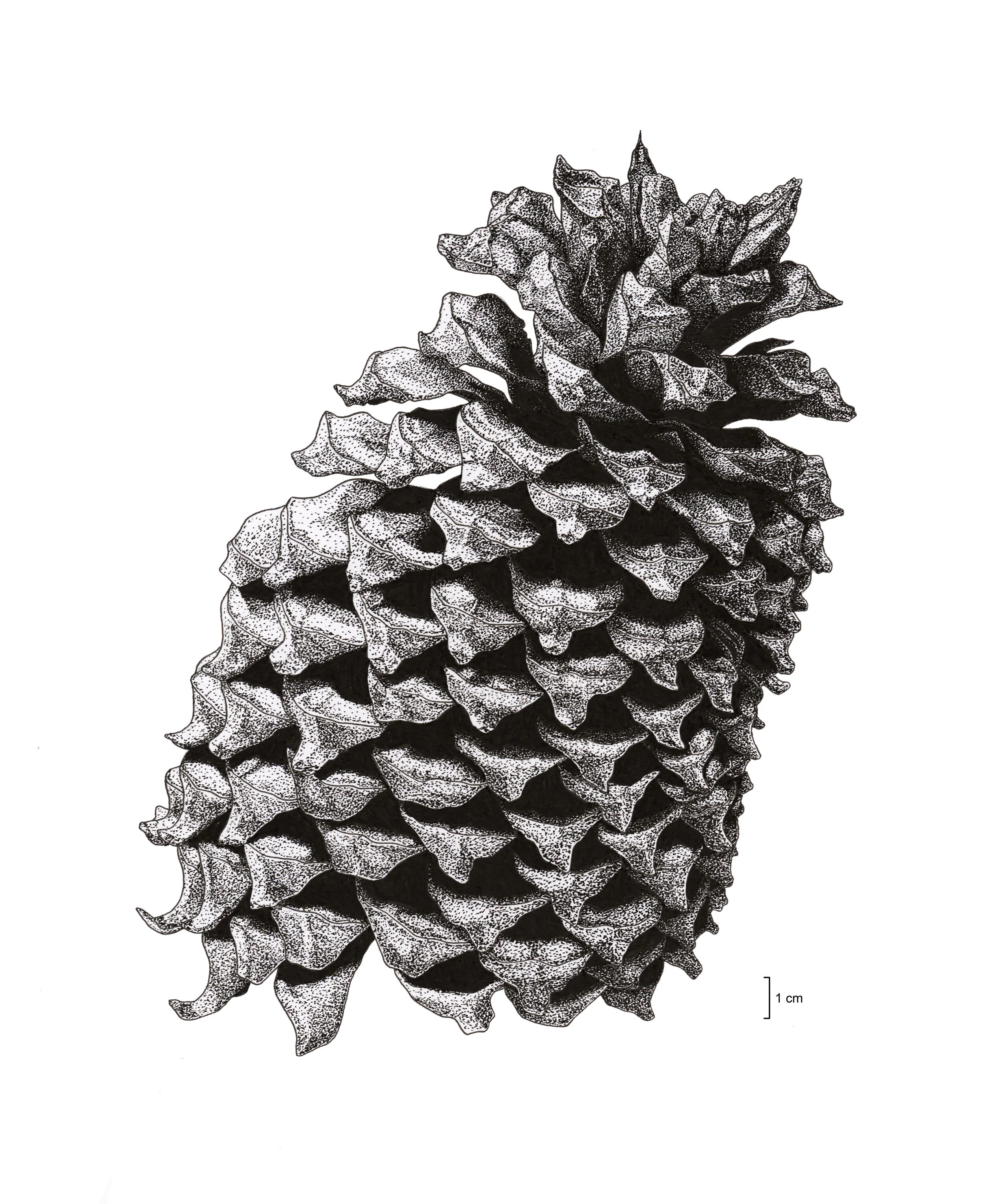Mayfield_CoutlerPine.jpg