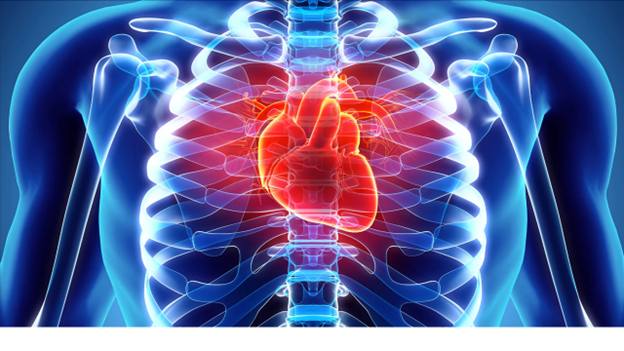 Image of an x-ray of a person's chest with the heart in red.png