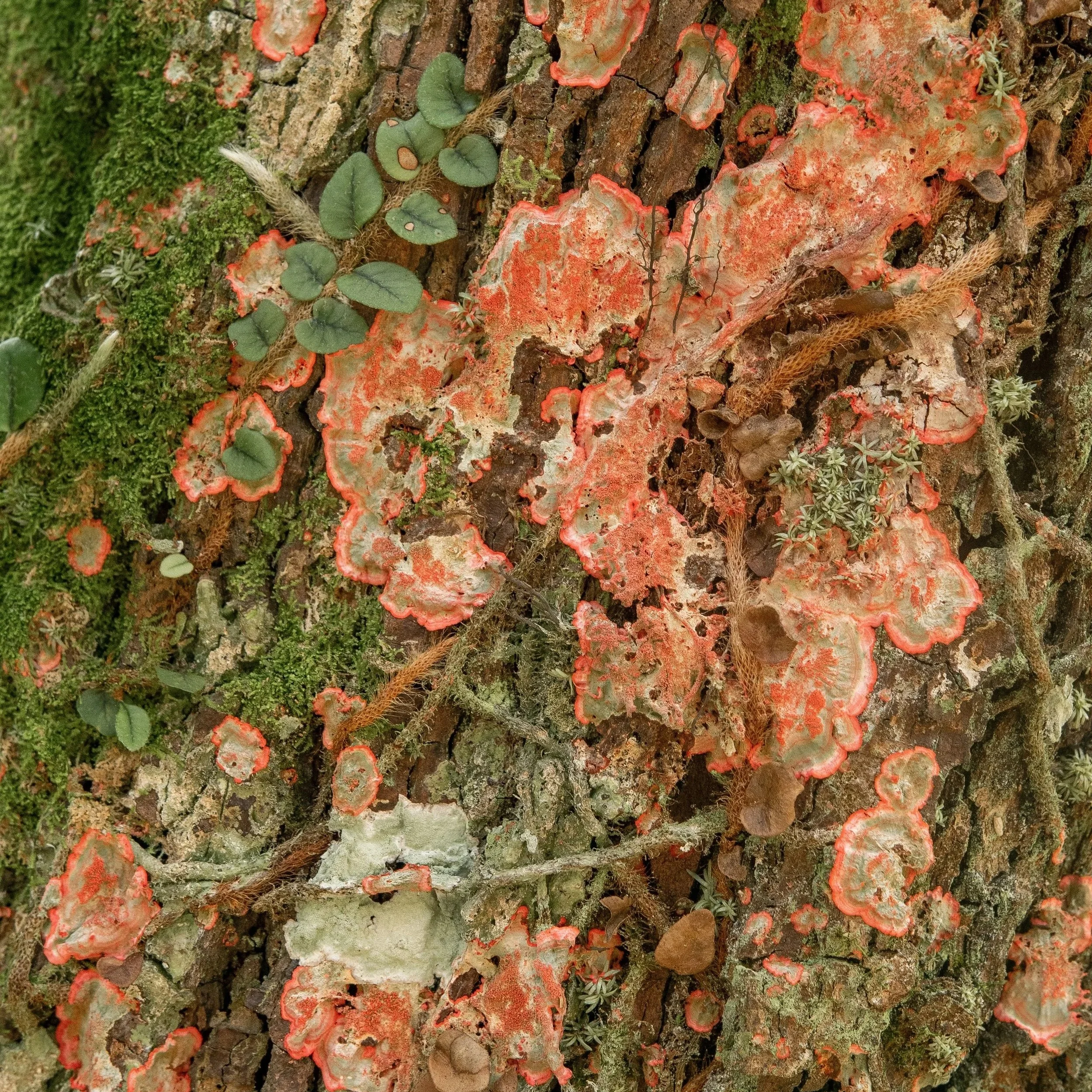 queer politicised bodywork