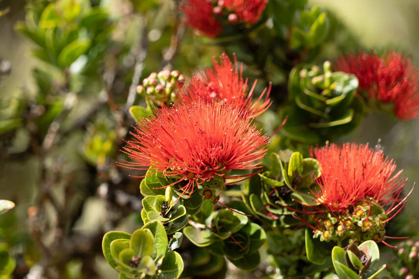 A beautiful lehua flower from an ohi’a tree the may date back centuries in age within the Nakula Forest