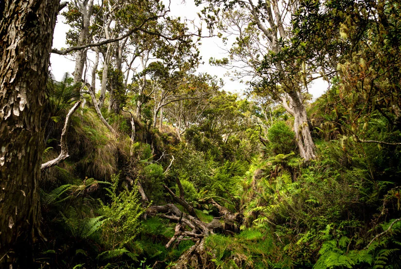 Nakula-Forest.jpg