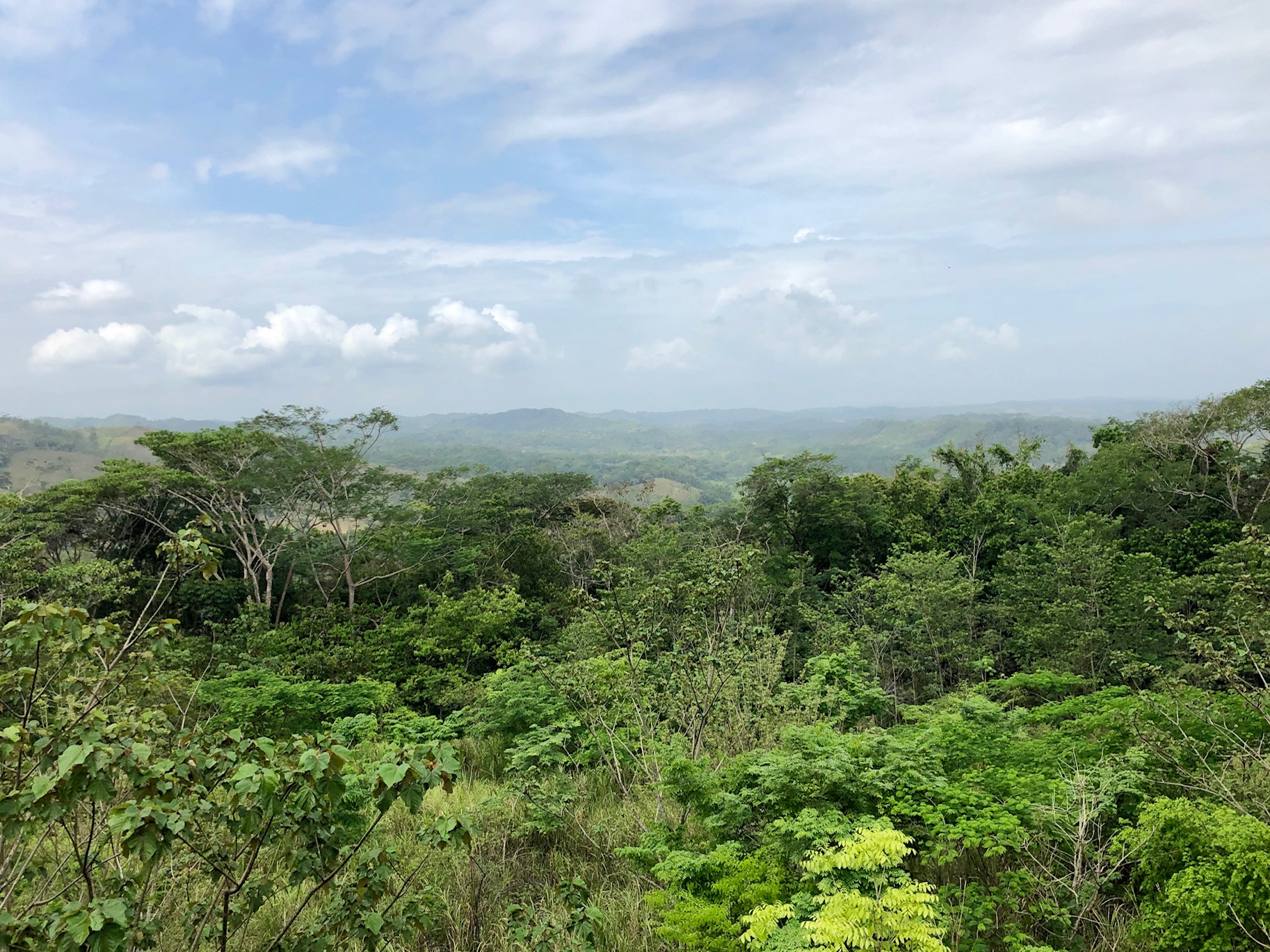 Panama Jungle.jpeg