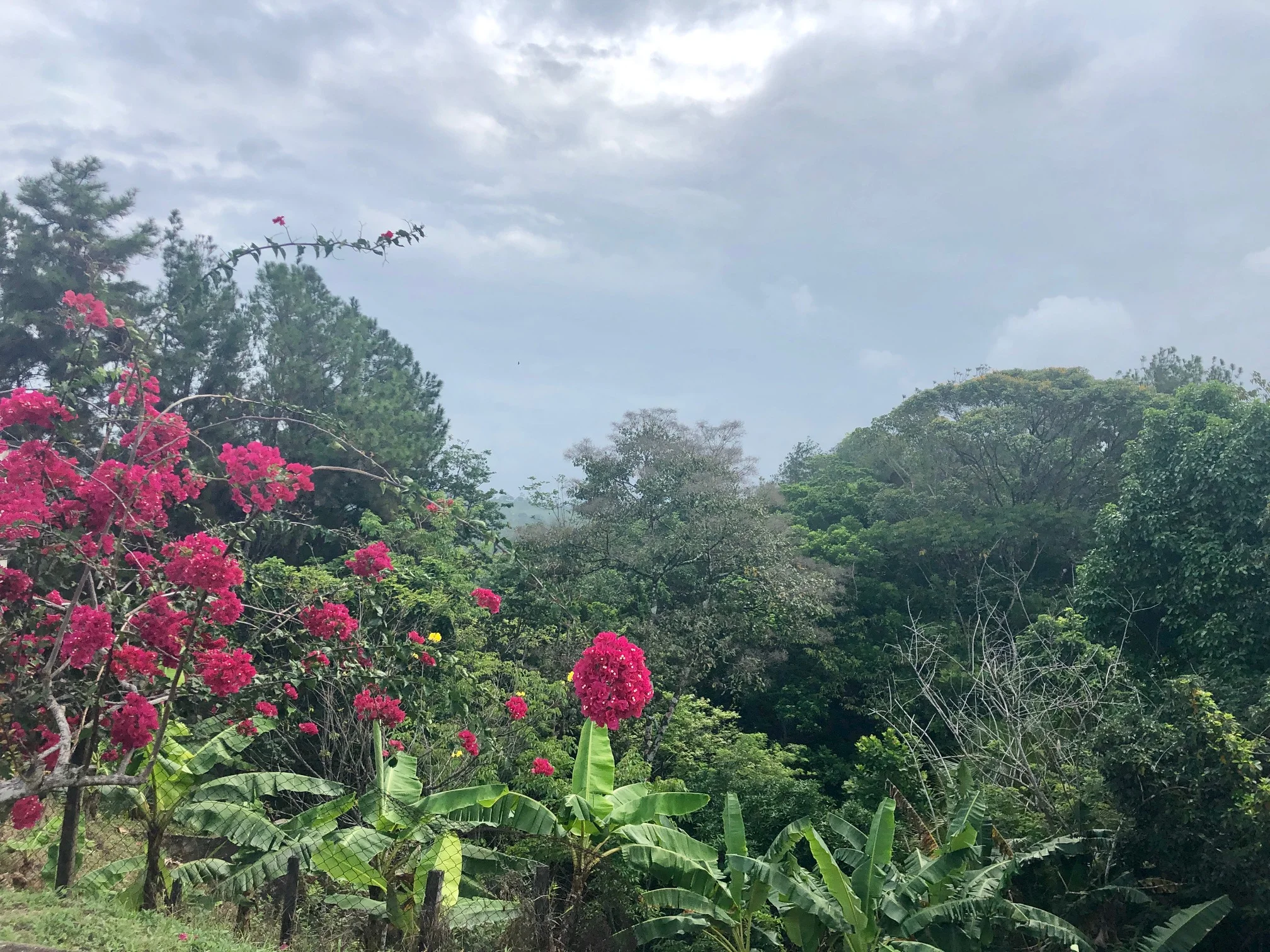 Panama jungle flower.jpeg