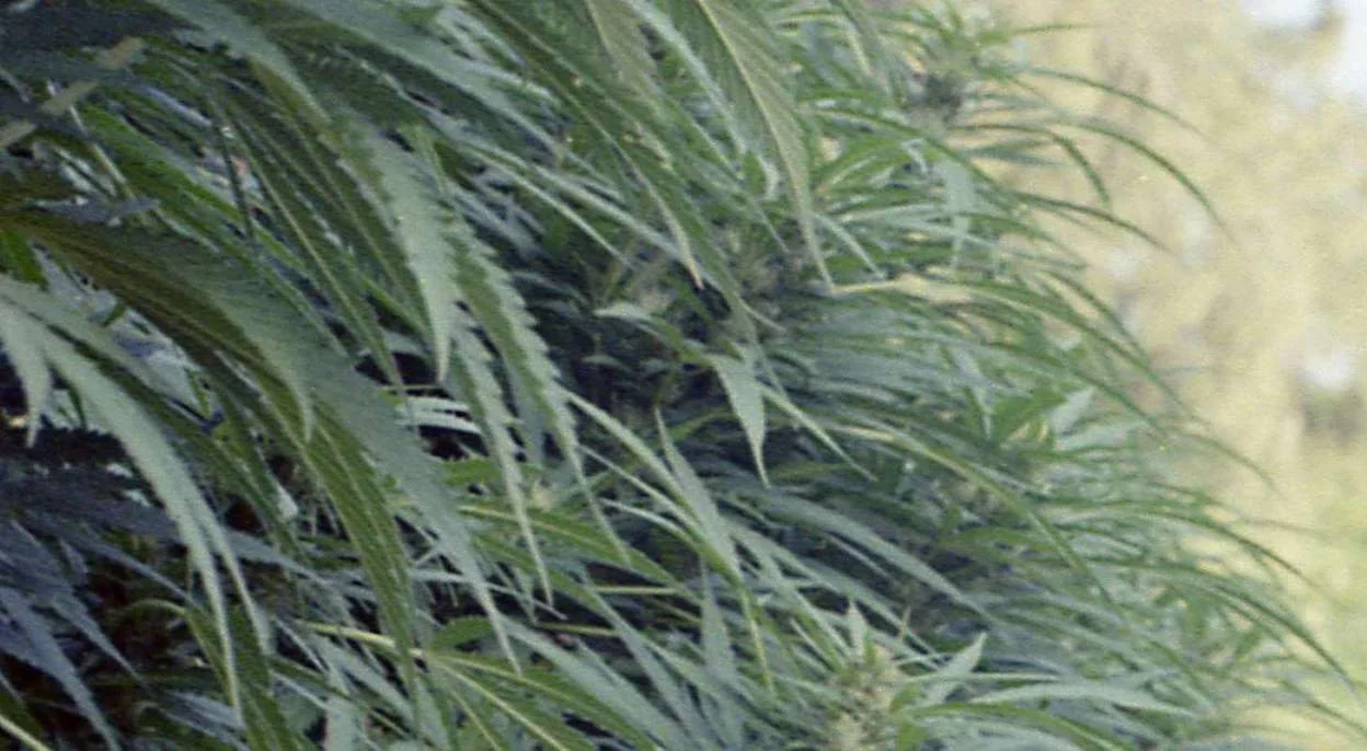 MSN - Pot Stocks, ETFs, Top News And Data From The Cannabis Industry This Week