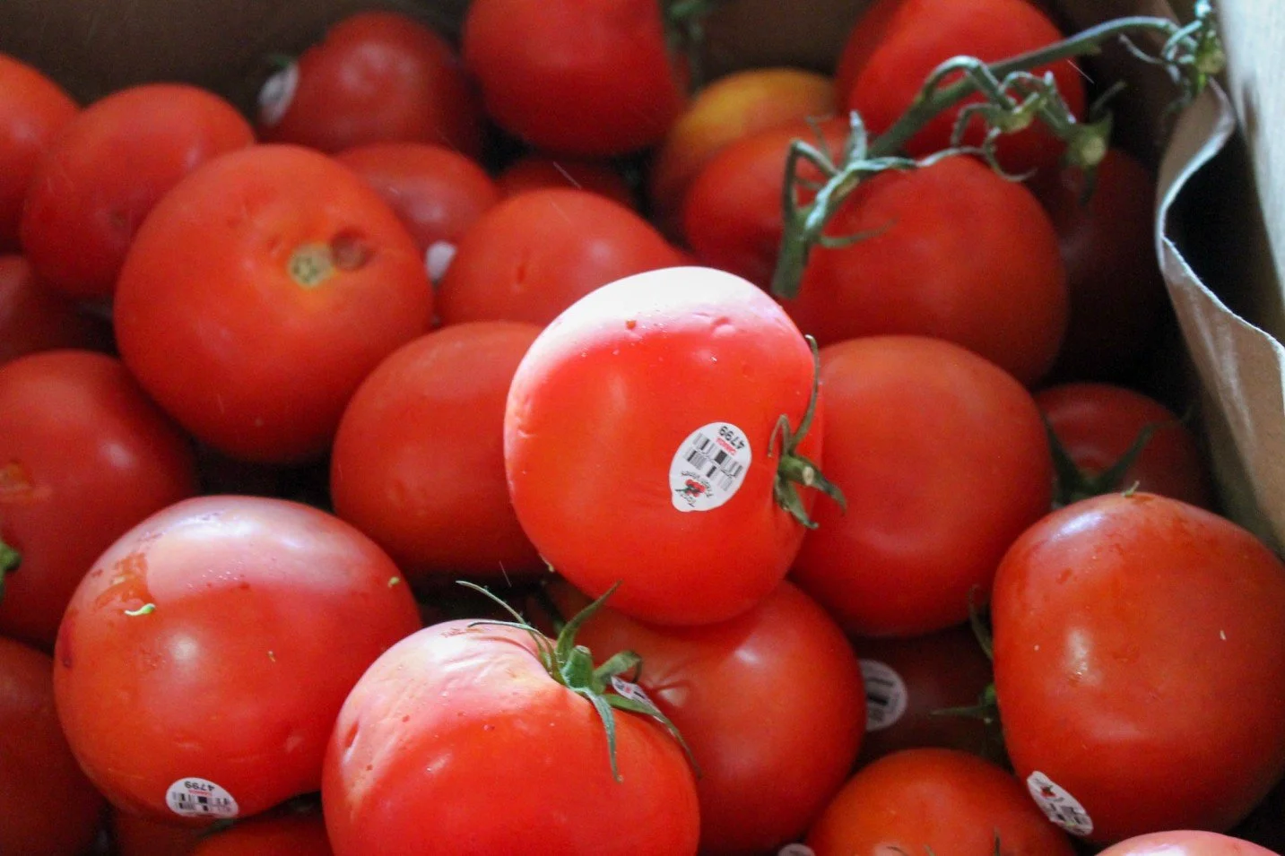 Boxing_Tomato (1).jpg