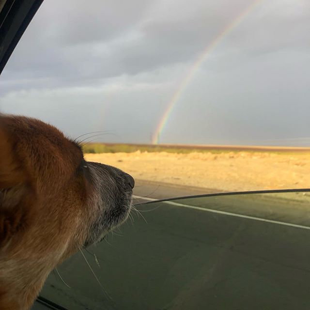 Thankful for buckwheat&rsquo;s first rainbow. 🌈🐶