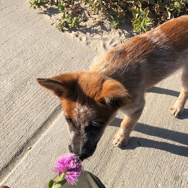 Welcome to the family Lil Buckwheat 🌸🐶🐕🌸