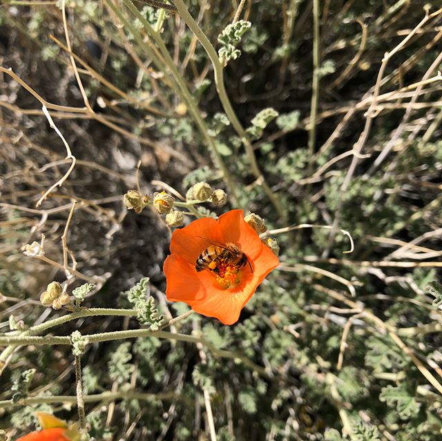 Bees and their allies on the blooming flowers of the Mojave desert. Not a huge bloom year, but enough to be grateful for spring. @california_naturalist ID please.