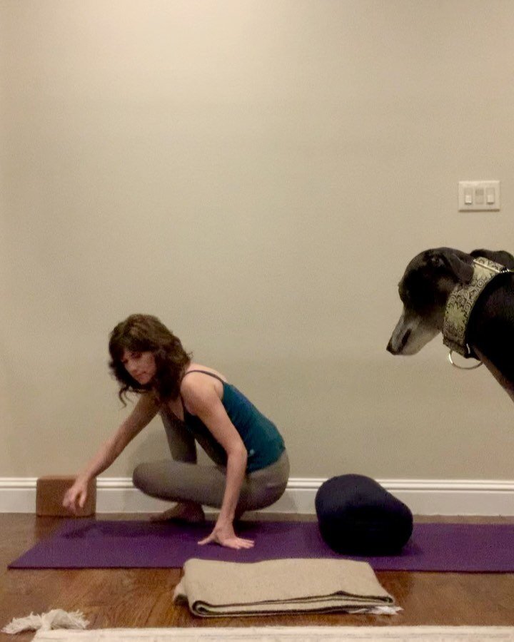 Day 4
Spring out of stiffness 
Warrior 2 #virabhadrasana2 

The reclined version of warrior 2 can help you find correct actions without the pressure on the knees and hips.  Now, if I could just train my dog to hold the camera higher you could see tha