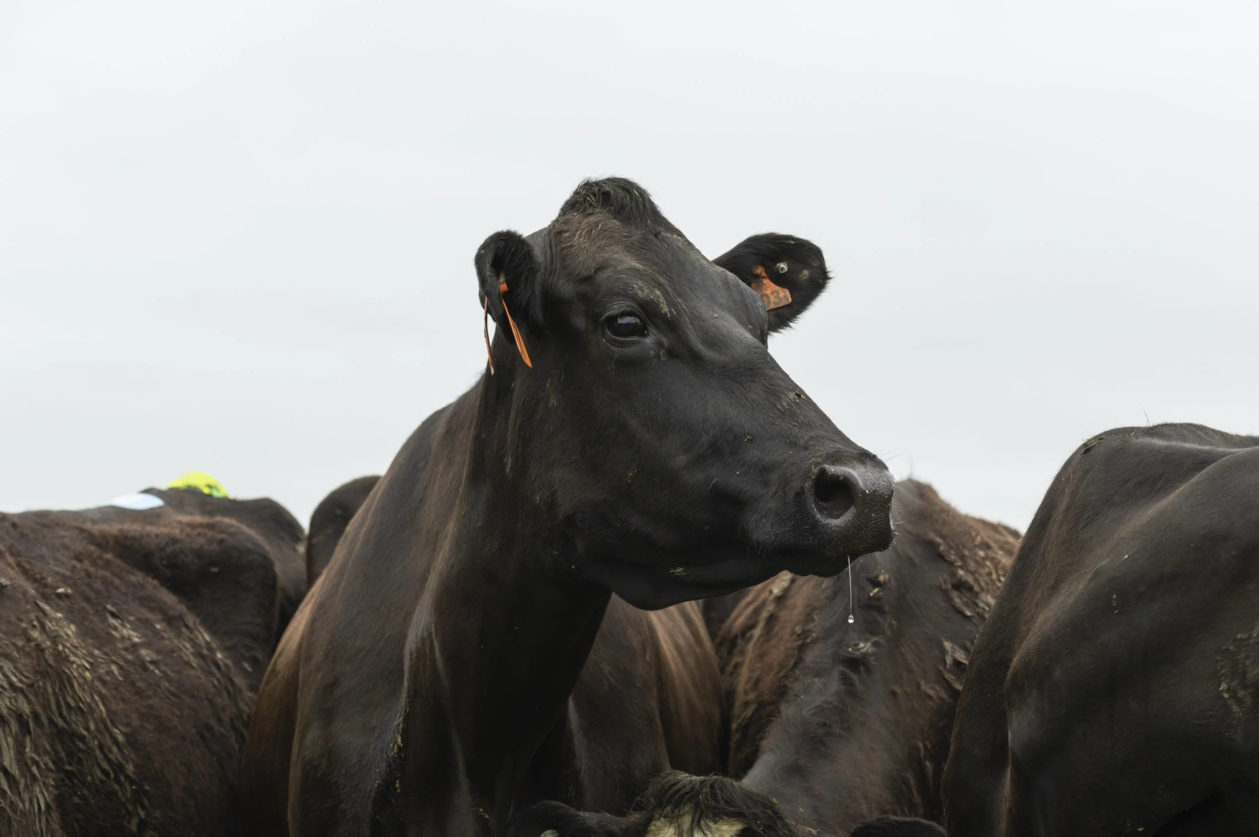  Canterbury livestock. [Dave Allen for MPI / NZAGRC] 