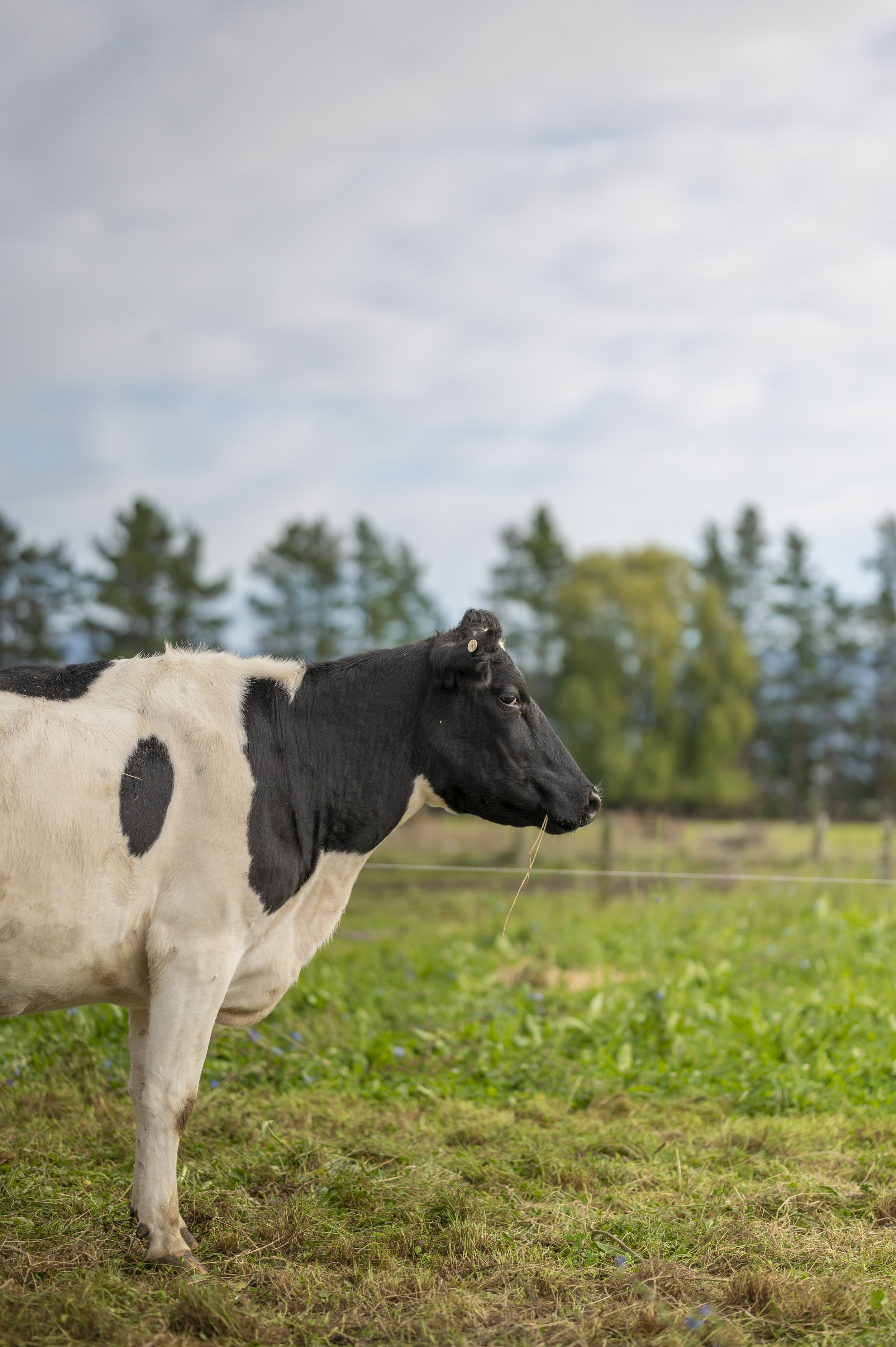  Wairarapa livestock. [Dave Allen for BlacklandPR / Royal DSM] 