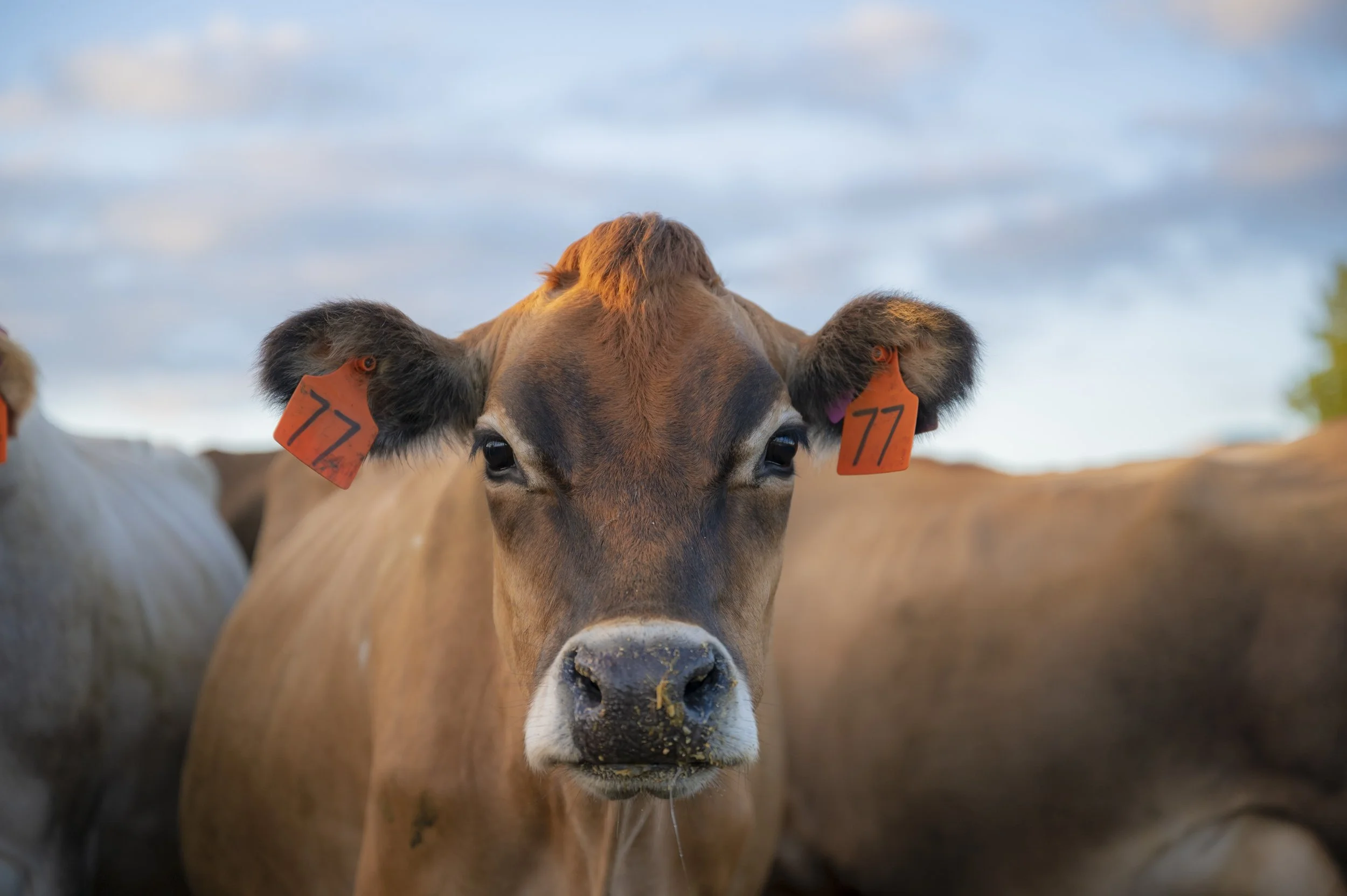  A Jersey cow - early morning on a Waikato dairy farm. [Dave Allen for Blackland PR / Royal DSM] 