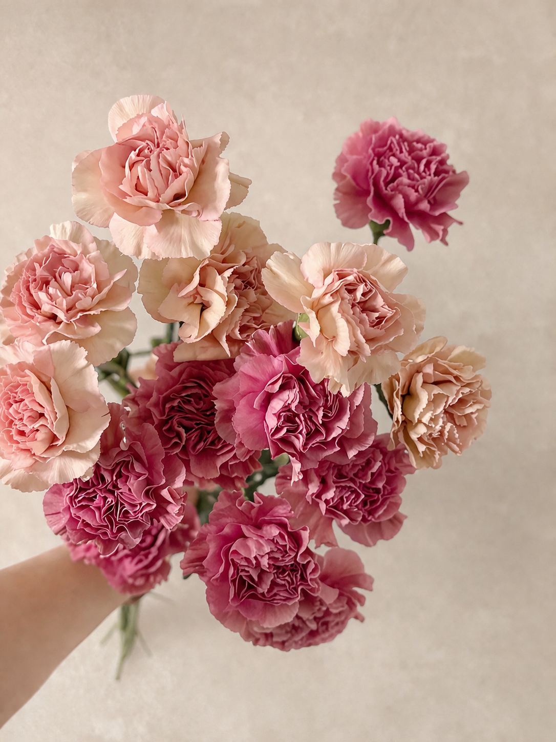 Signature Carnation Bouquet