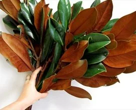 thumb_271x220_Magnolia Tips.jpeg