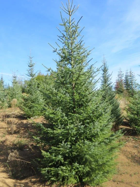 Serbian Spruce (3).jpg