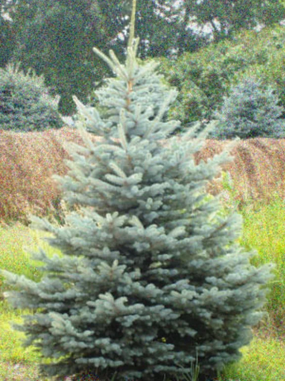 bluespruce_sm.jpg