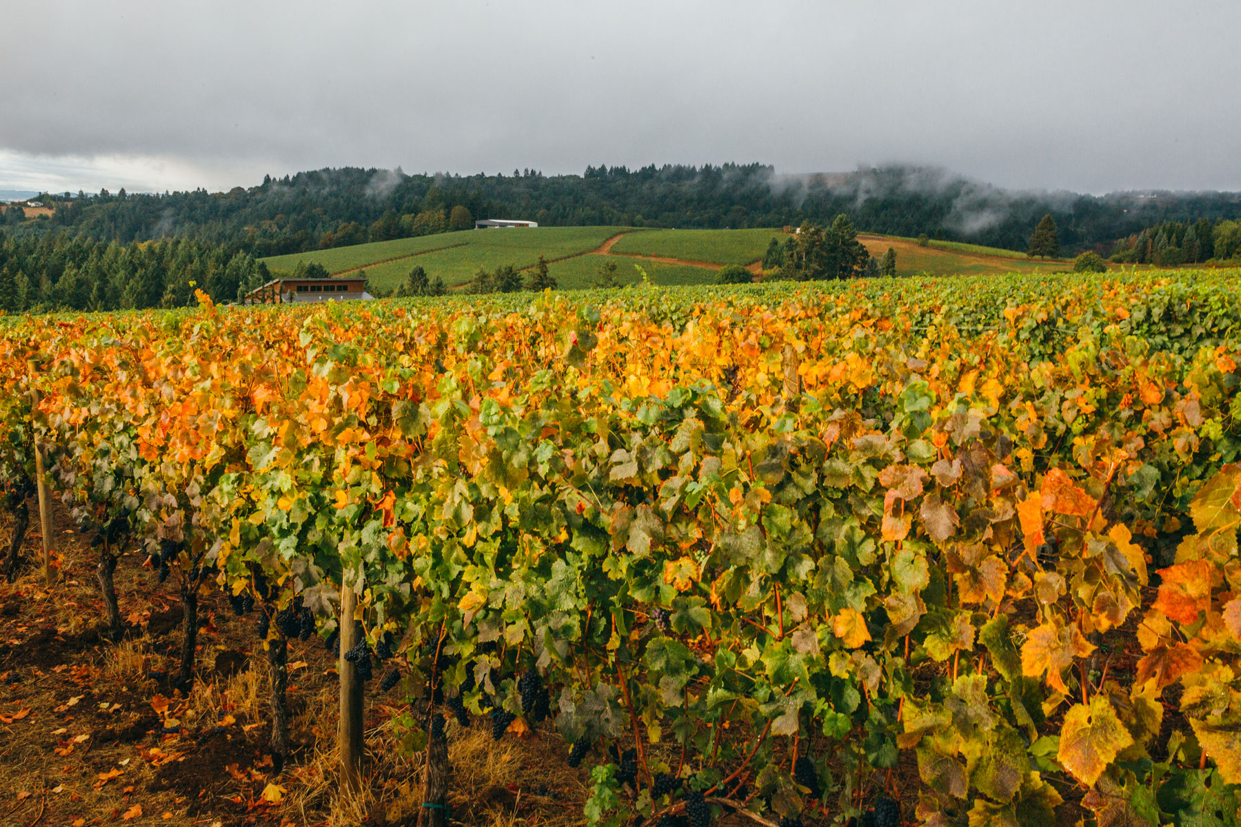 Vineyards in California, Oregon, and Colorado