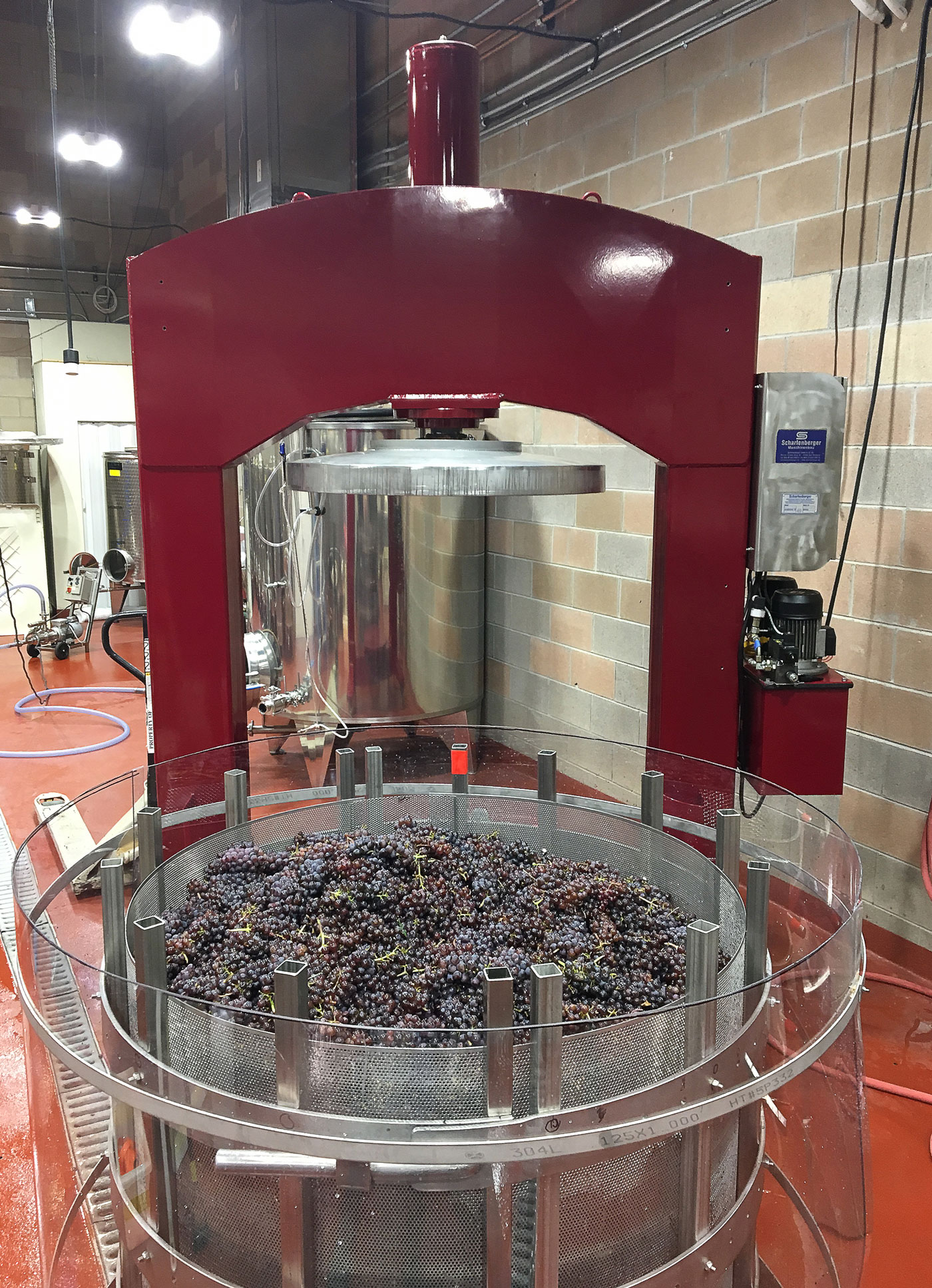 Grapes in wine production equipment
