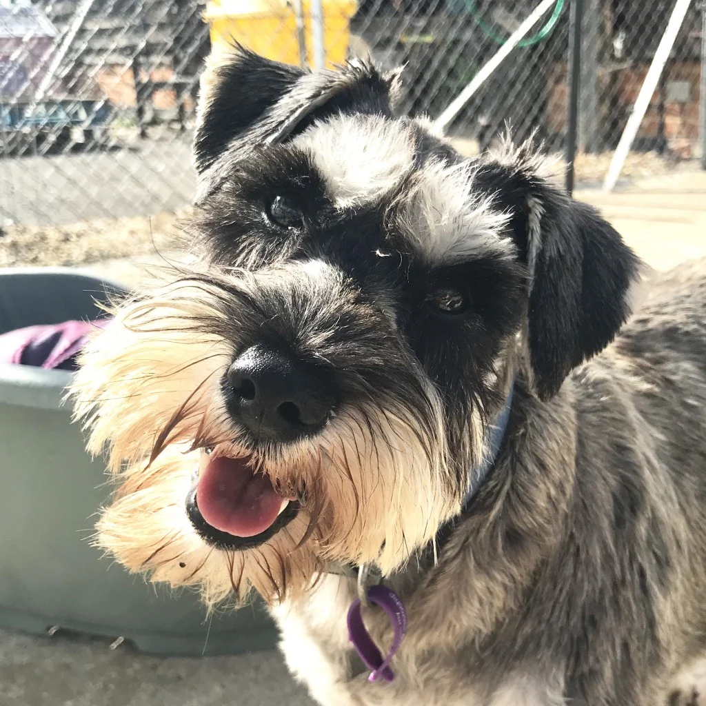 Gertie.jpeg