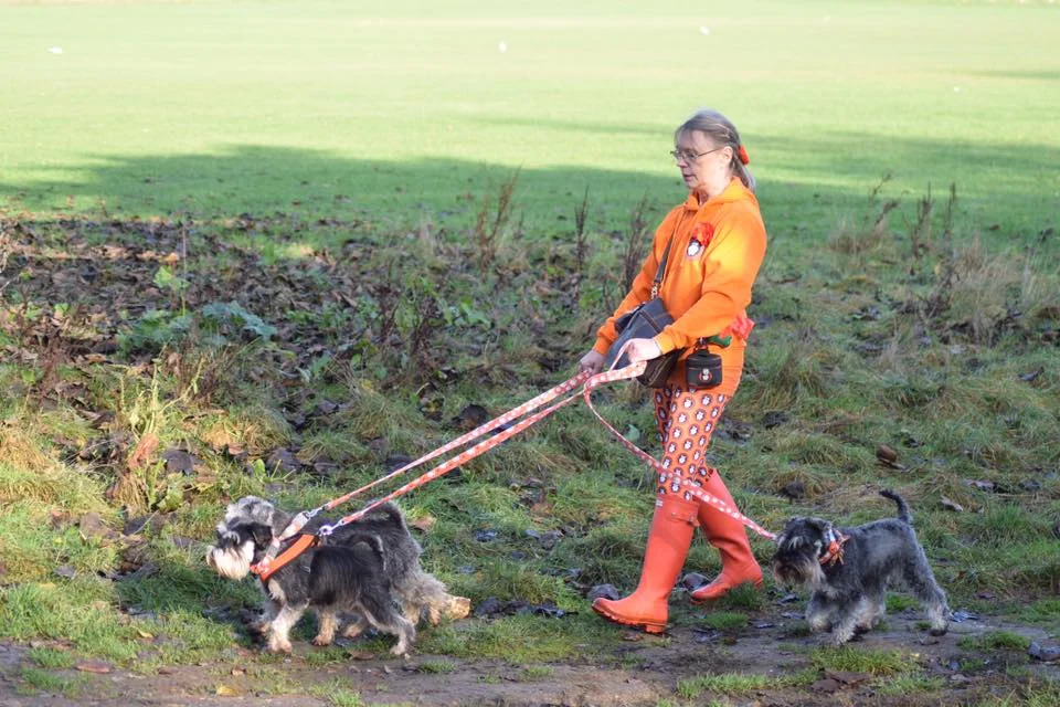 Darla with her brothers and mum, taking part in the Susie-Belle Memorial Schnauzerfest Walk, 2018
