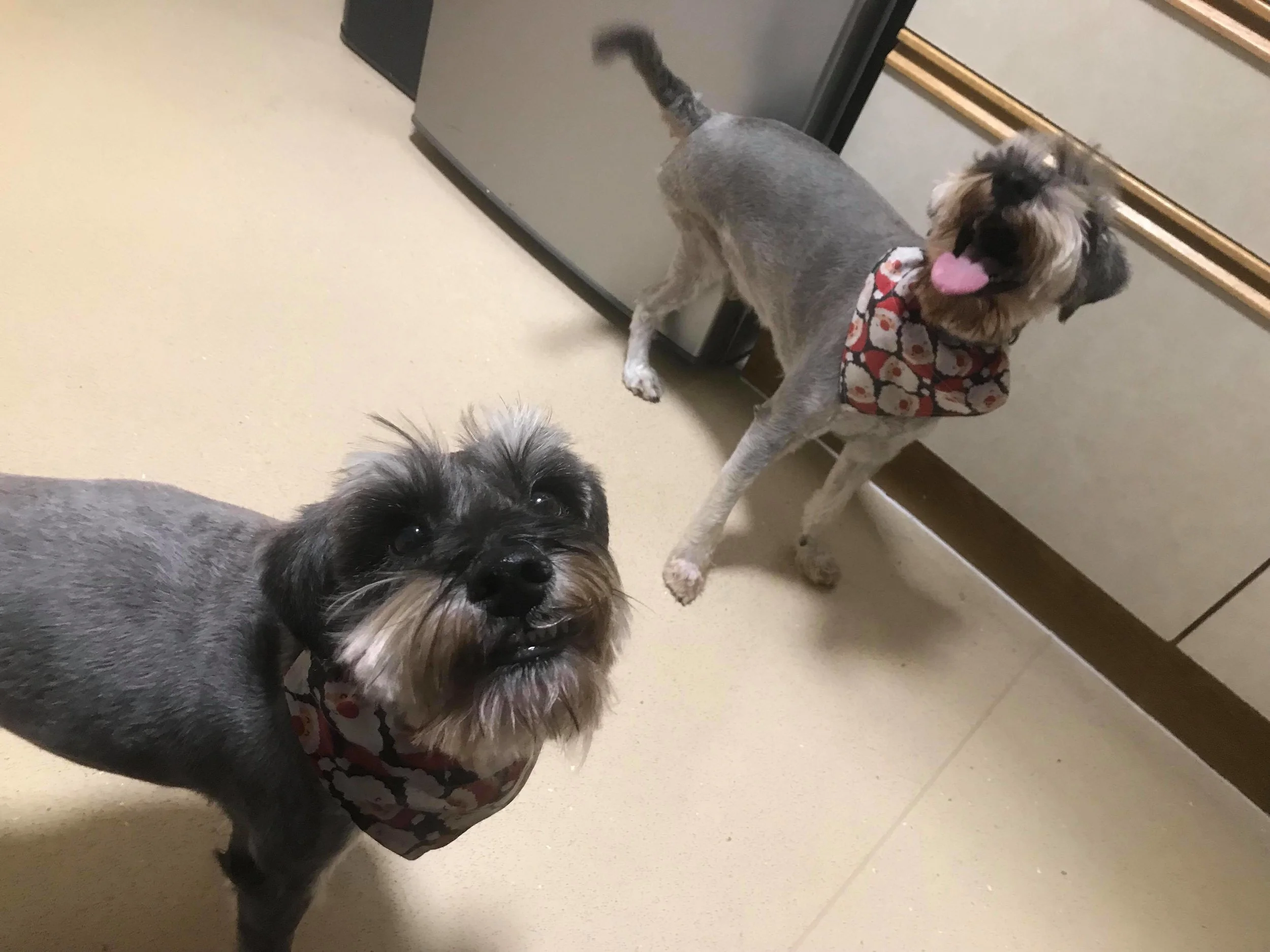 Bumble and Bee pictured December 2018