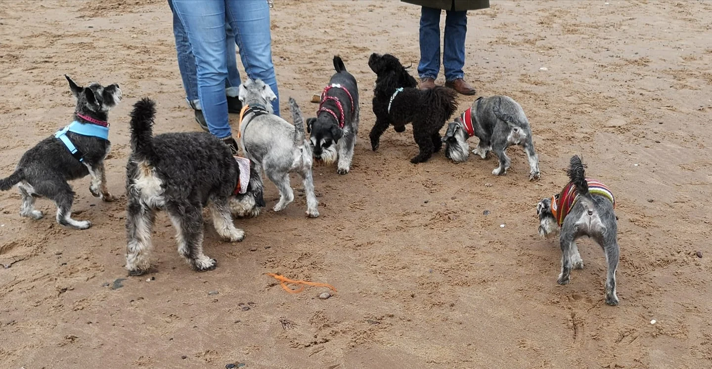 Dawlish Warren Beach Schnauzerfest 2018