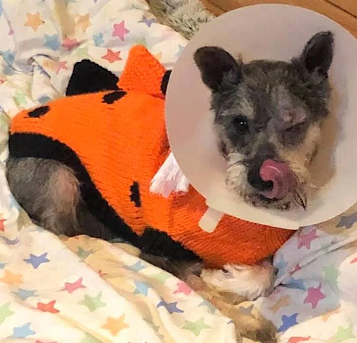 Mila tucked up safely in her foster home, recovering from surgery.