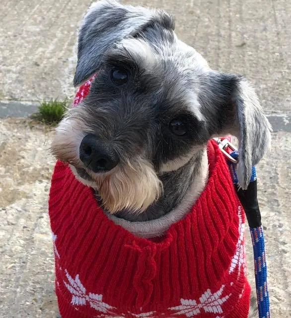 Nell in her Christmas jumper, she might not have good eyesight but it hasn’t stopped her perfecting the head tilt (Thanks to Julia Loftus for the photo)