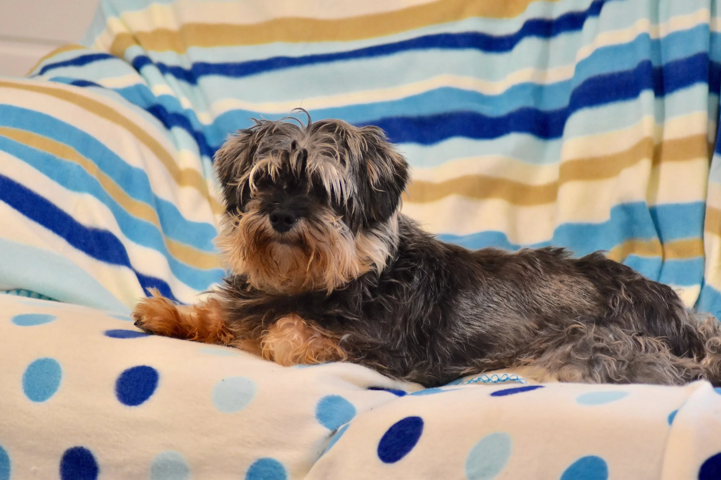 diana brimblecombe dogs