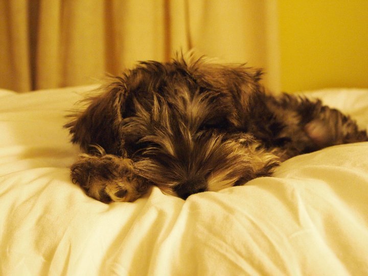 RenaePuppy4.jpg