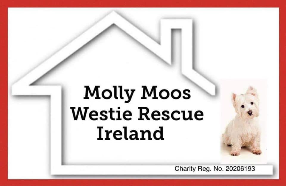 Molly Moos Westie Rescue Ireland.jpeg