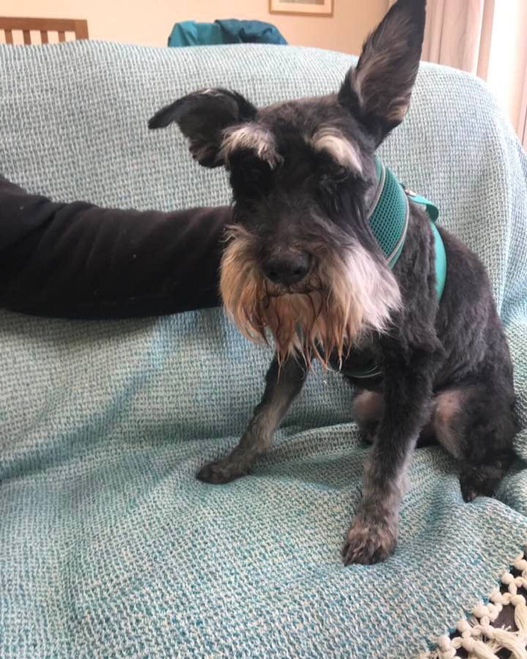 🧡 Mr Pip 🧡

Doesn't he look delightful after today's pampering 🧡
It wasn't long ago that it was touch and go for Mr Pip, thank goodness he not only pulled through, he's thriving 🧡

🙏 THIS is what #Schnauzerfest is all about 🙏

#rrescueschnauzer