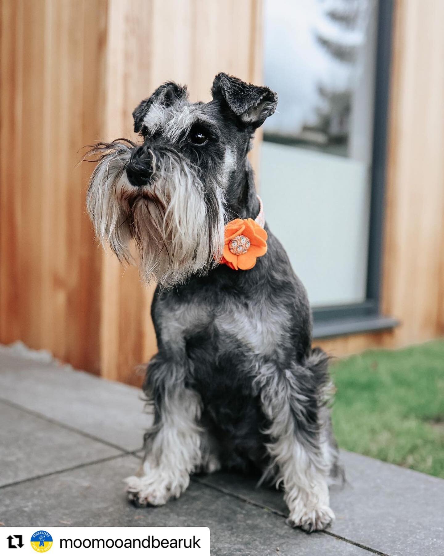 The beautiful @moomooandbearuk #schnauzerfest range of accessories raises wonderful funds every year for us as well as adding style to every dog supporting us 🧡

#Repost @moomooandbearuk with @make_repost
・・・
It&rsquo;s the weekend&hellip;time to ge