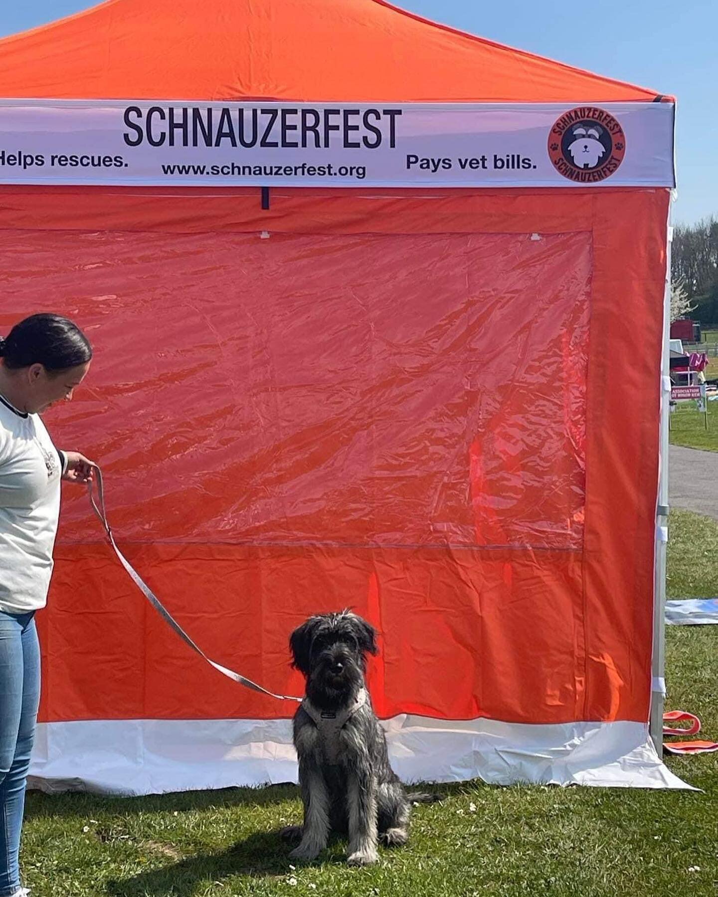 It&rsquo;s showtime!!☀️🧡
We were setting up yesterday, ready for Newbury &lsquo;All About Dogs&rsquo; show, and our first visitor was another exhibitor, drawn over by our orange glow. A five month old giant Schnauzer. 🧡 So exciting! 🧡Will we see a