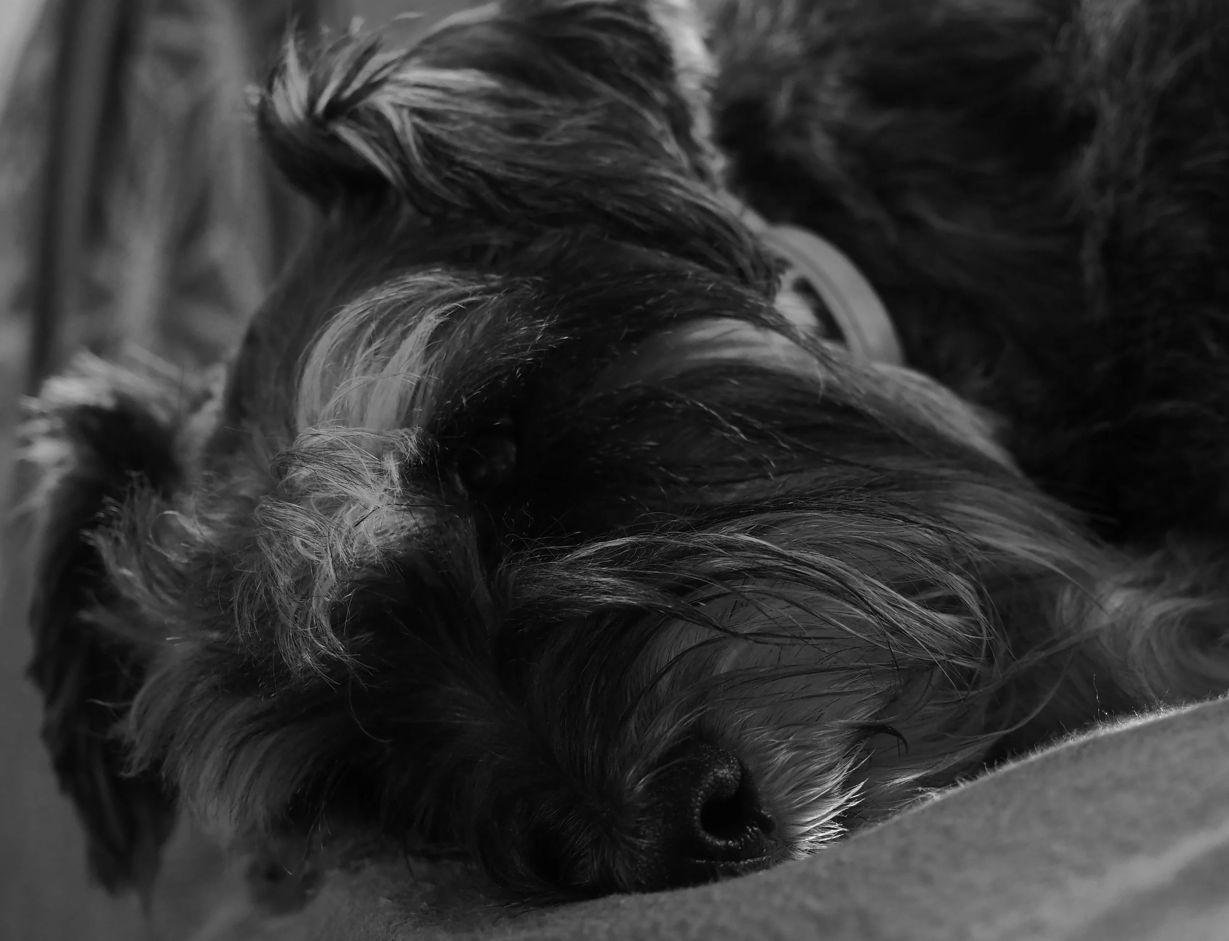 'Thank you for advocating for me with the rescue'