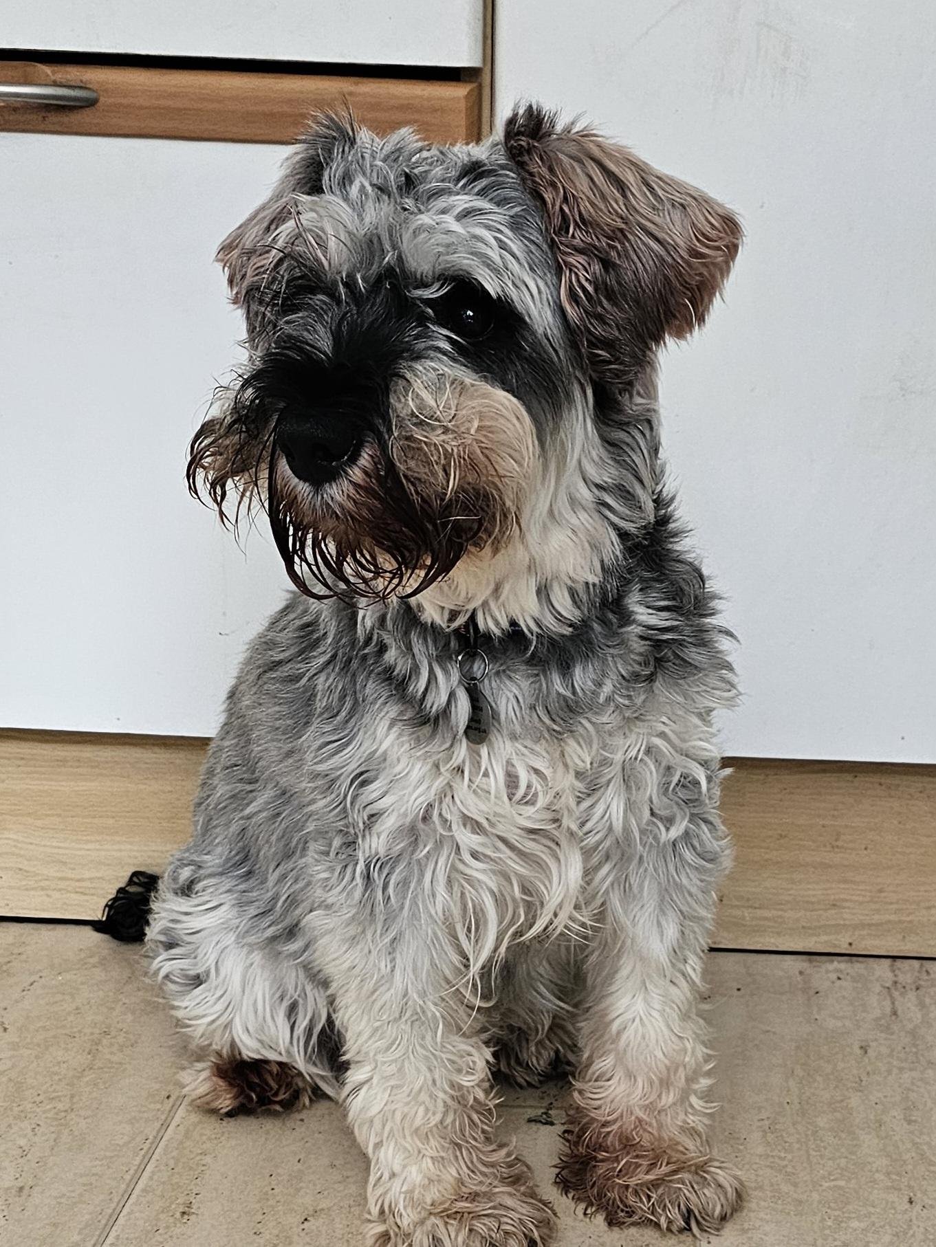 Tal Schnauzer.jpg