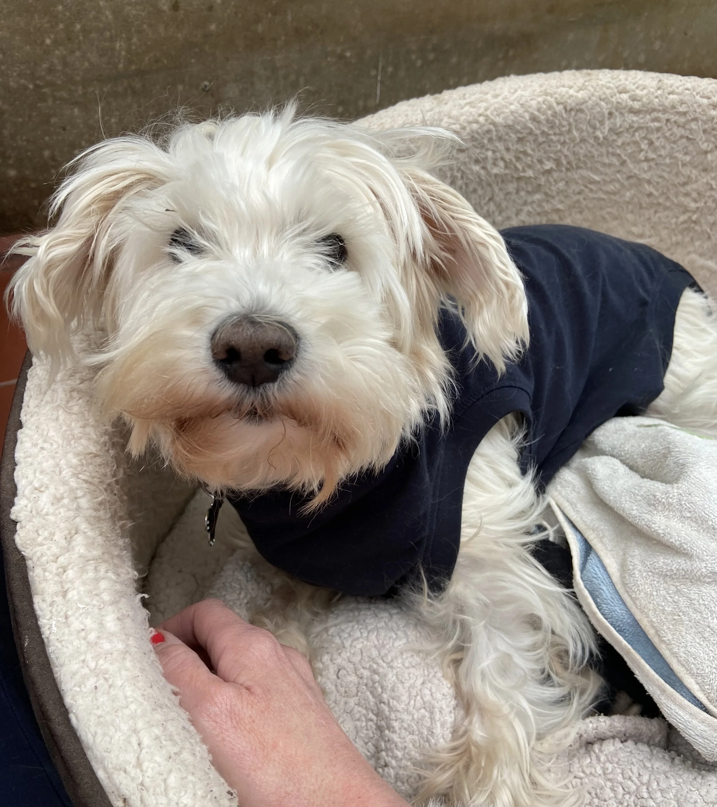 Anousha, Shimmi, Esther and Rhuby