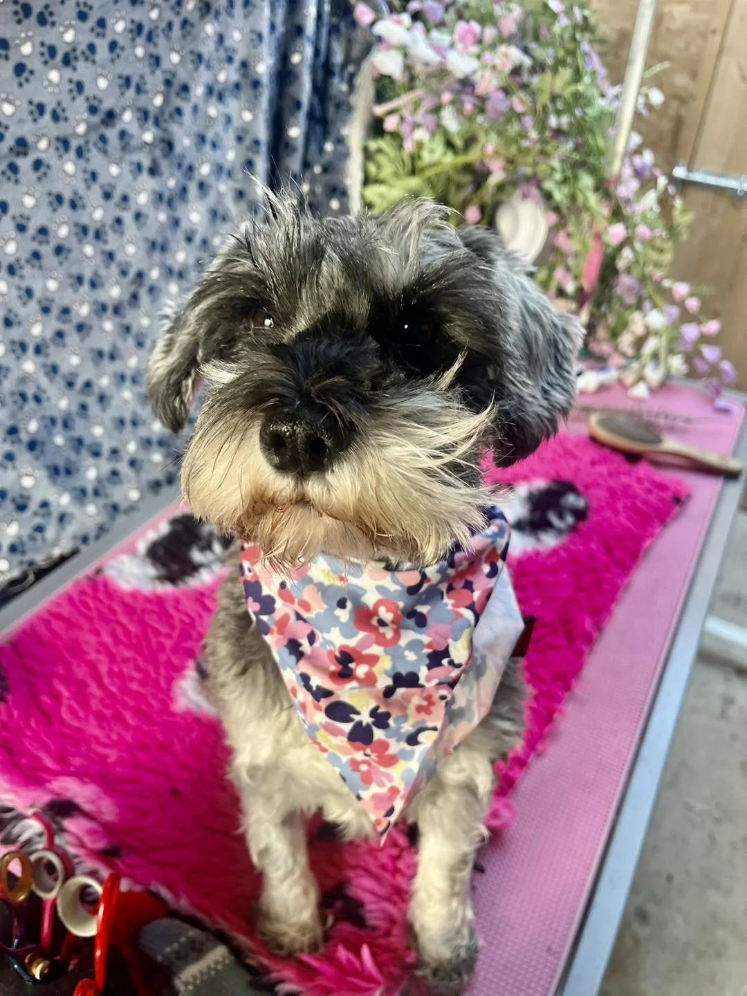 Mabel, Tigger and Aggie