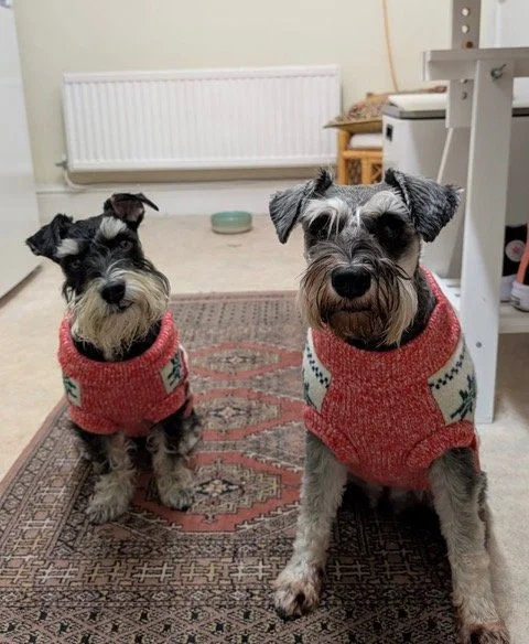 Ripley's Adoption Story