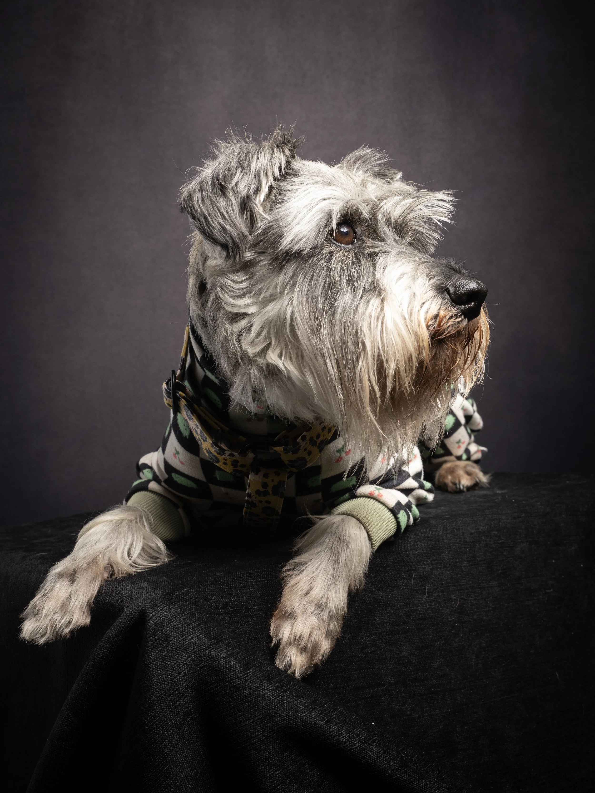 P4120719 Lily (4).jpg