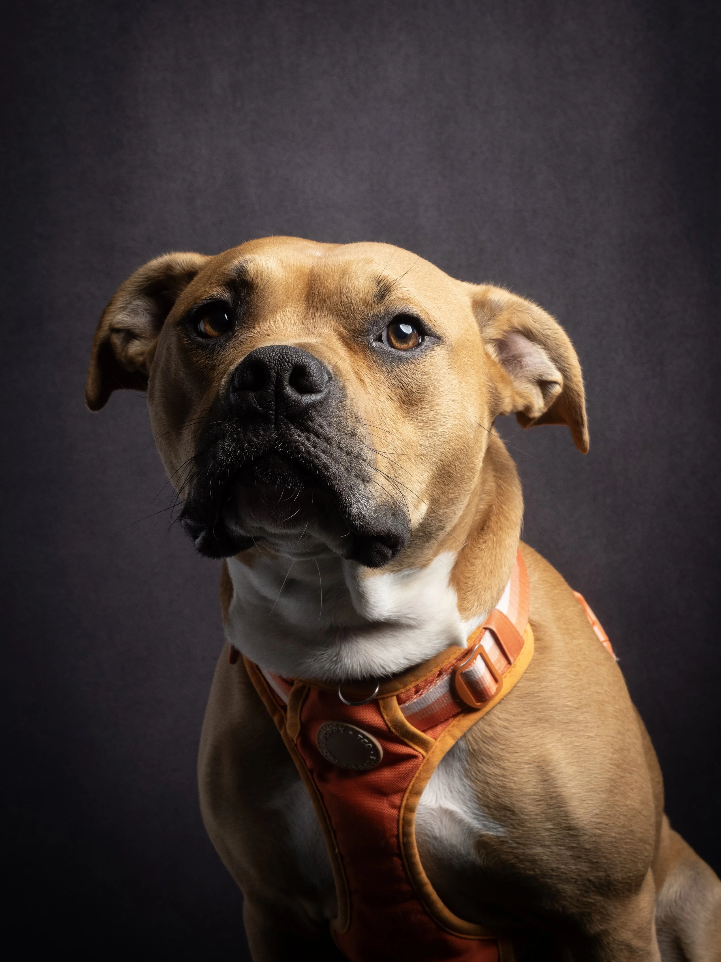 P4121253 Buffy (5).jpg