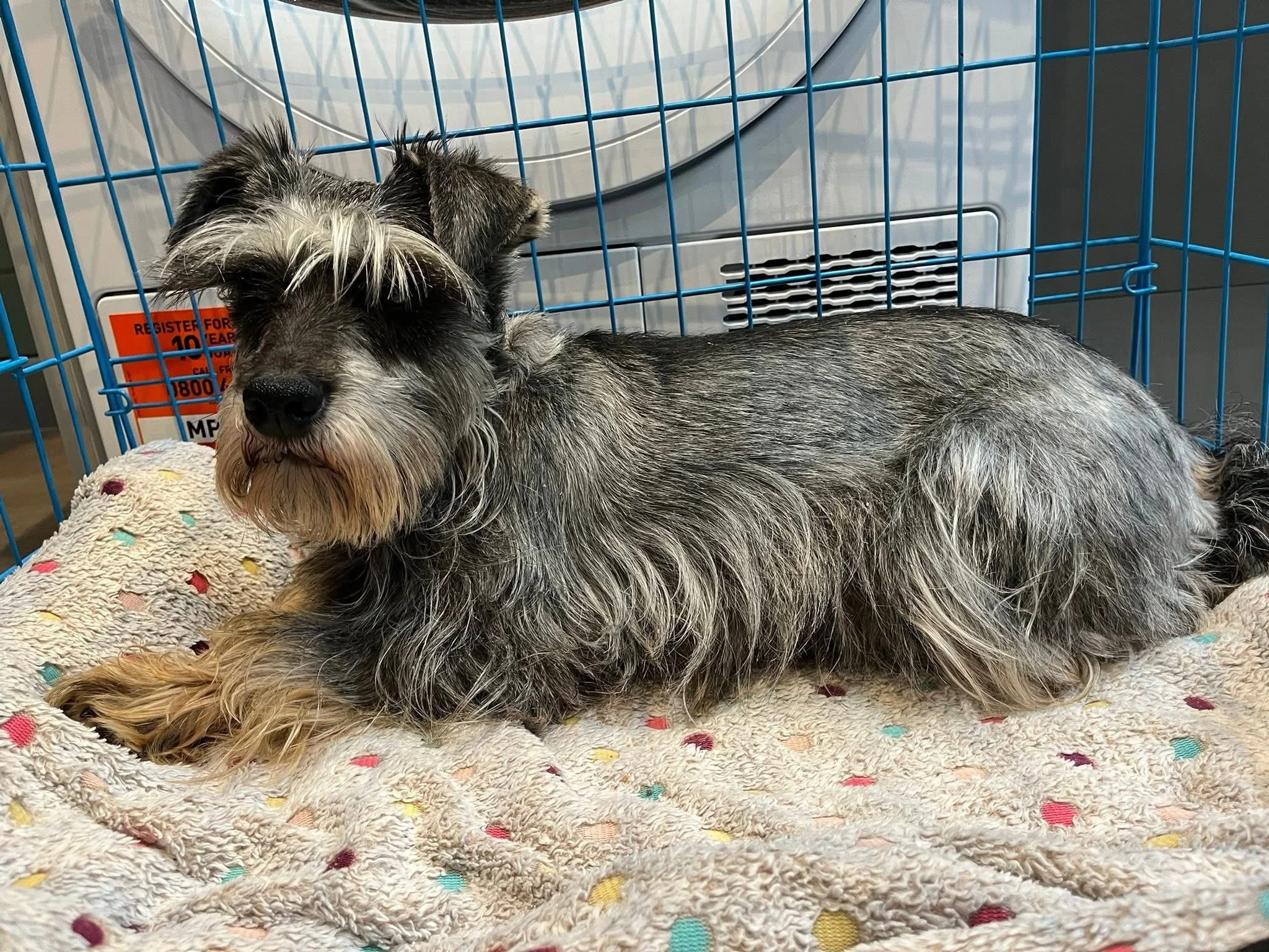 Pippa
