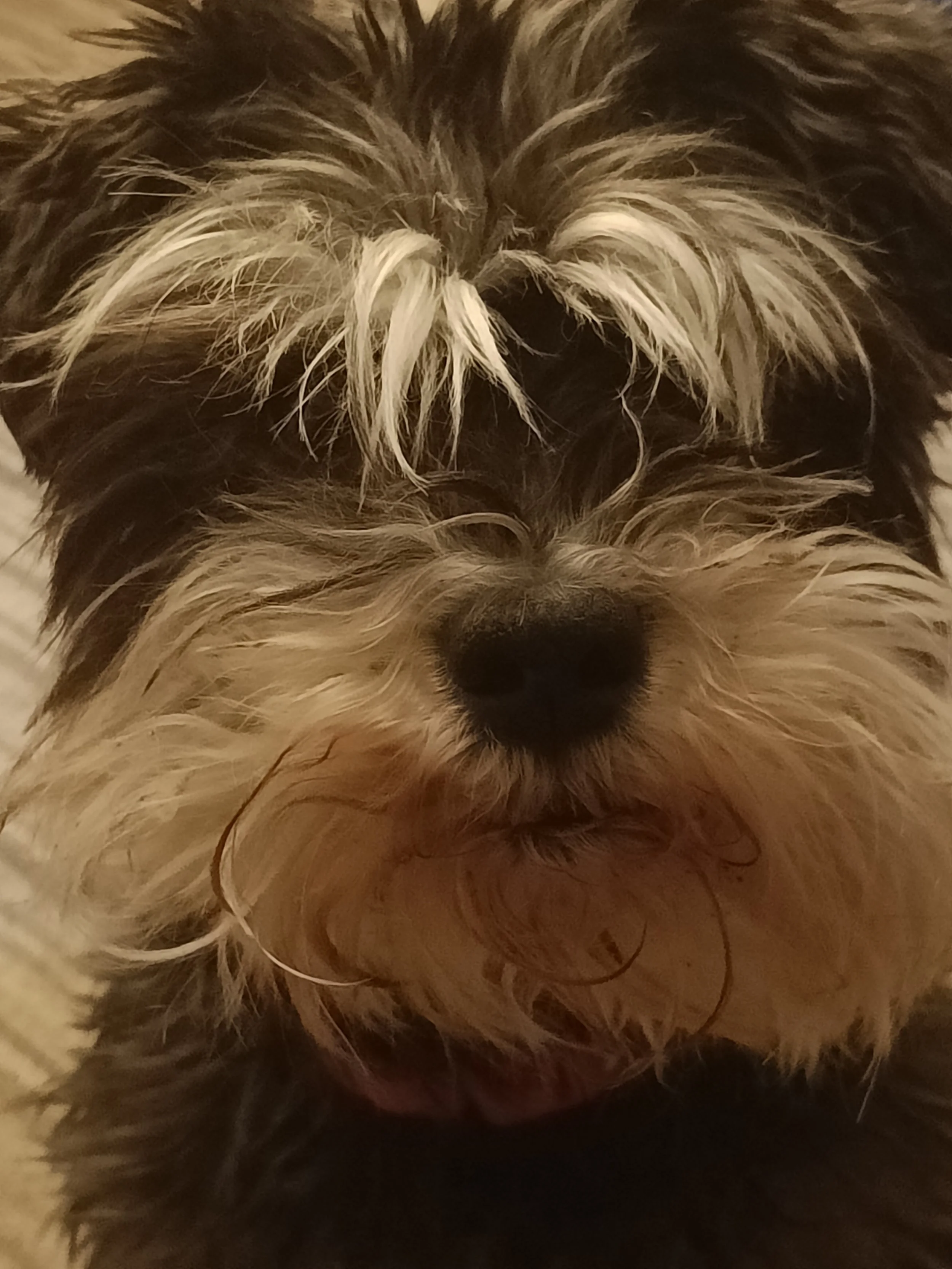 Teddy